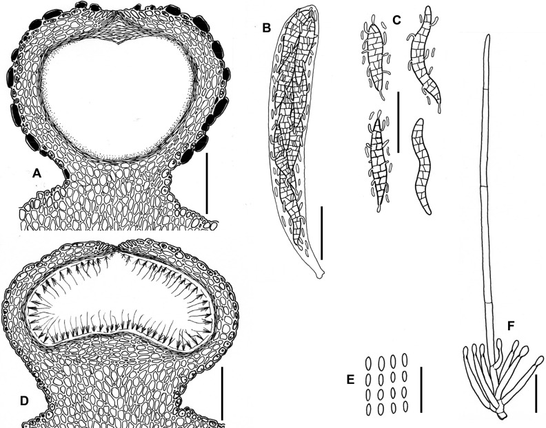 Fig. 120A–F.