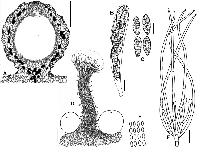 Fig. 69A–F.