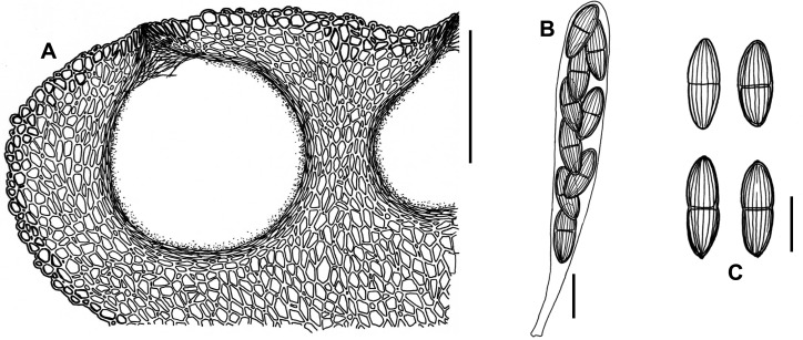 Fig. 58A–C.