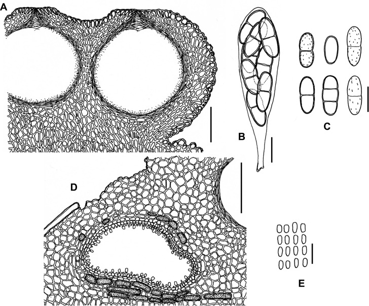 Fig. 43A–E.