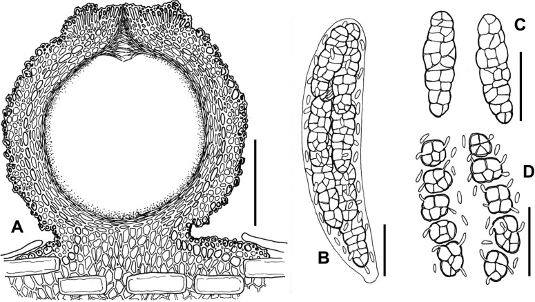 Fig. 97A–D.