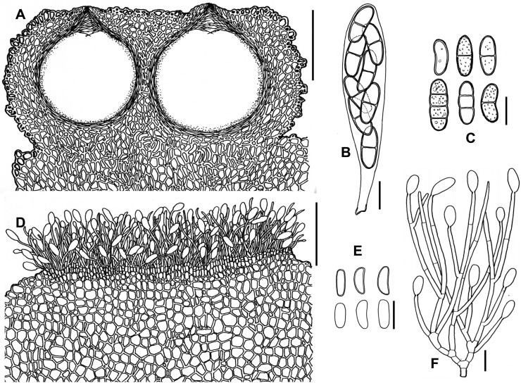 Fig. 39A–F.