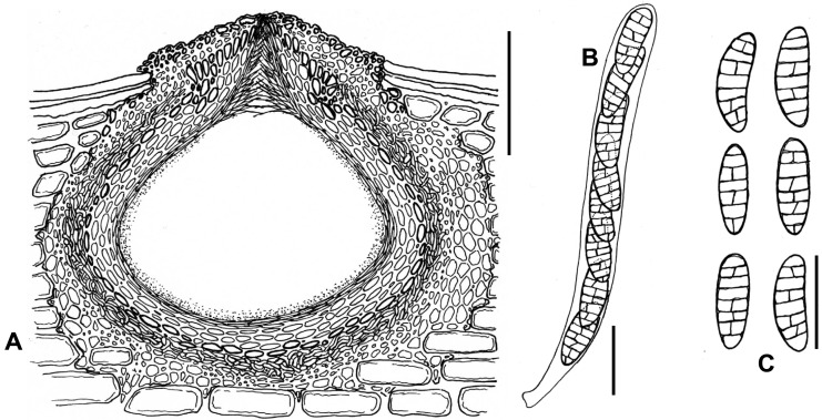 Fig. 113A–C.