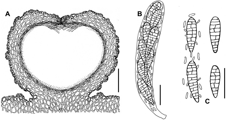 Fig. 99A–C.