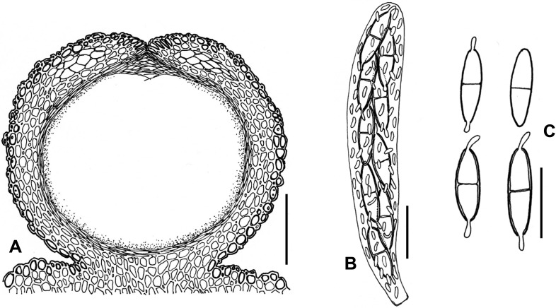 Fig. 101A–C.