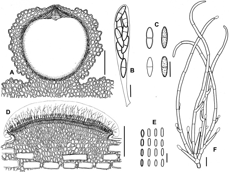 Fig. 24A–F.