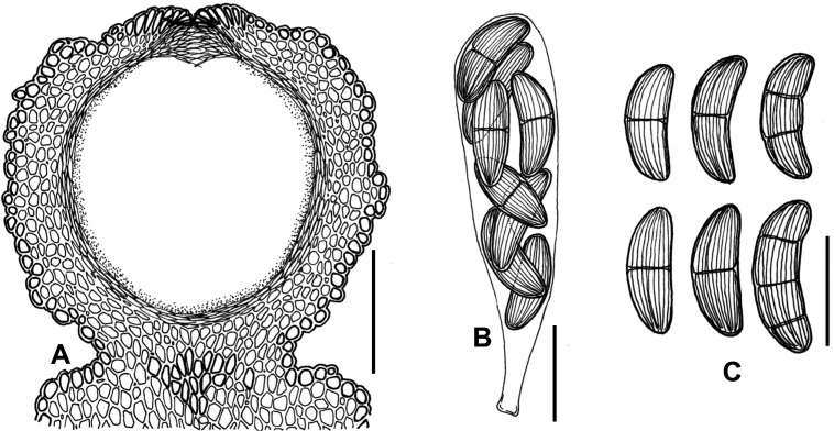 Fig. 77A–C.