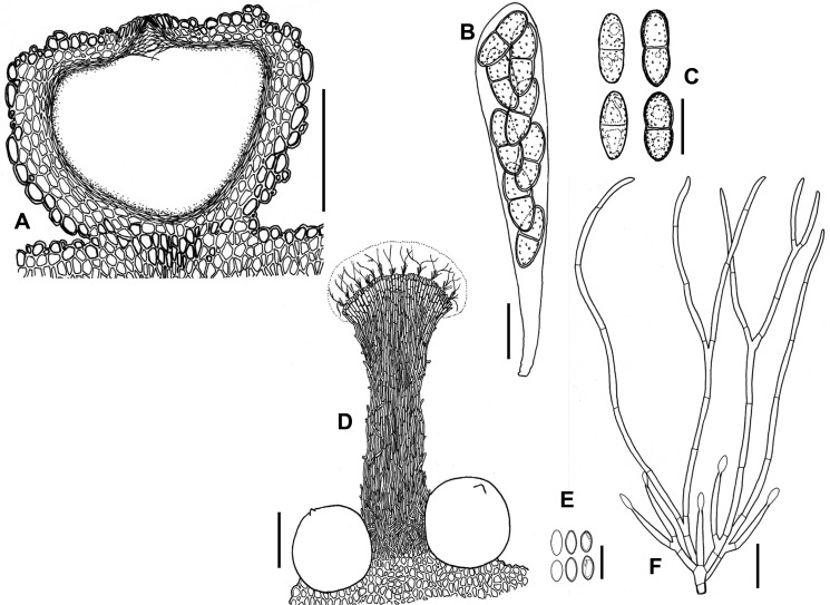 Fig. 54A–F.