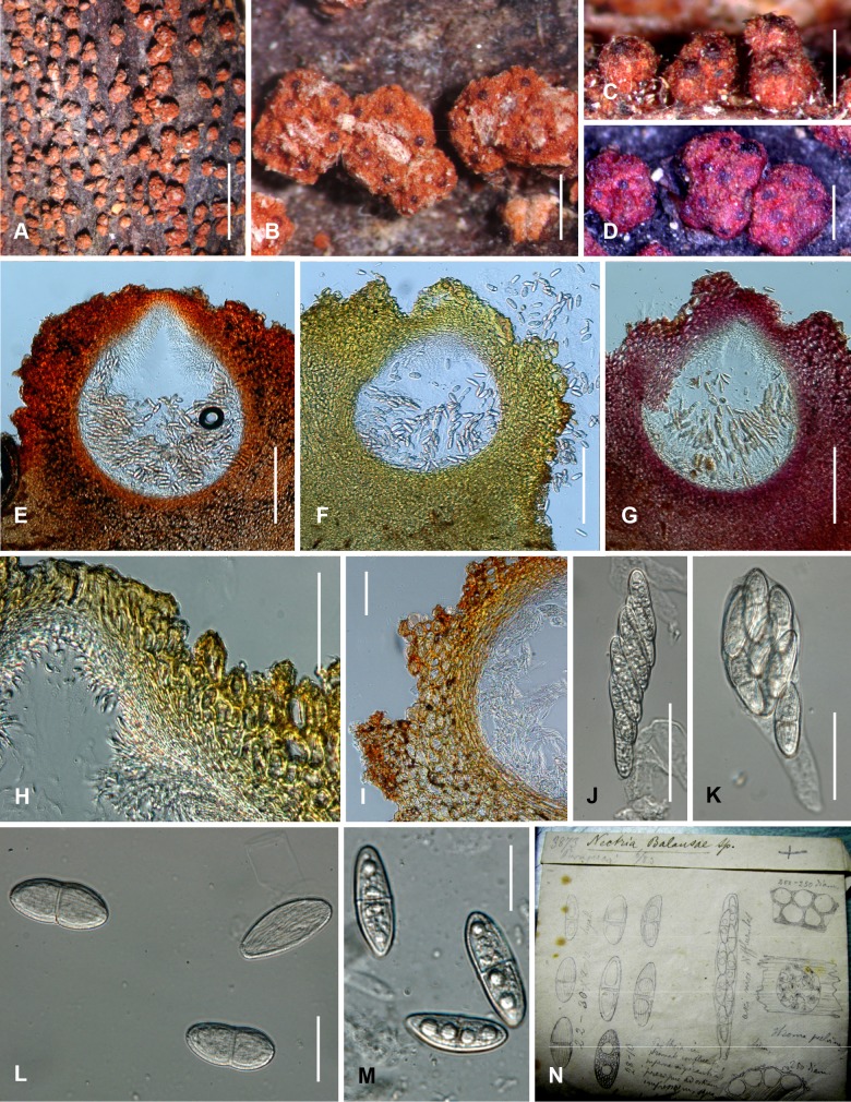 Fig. 20A–N.