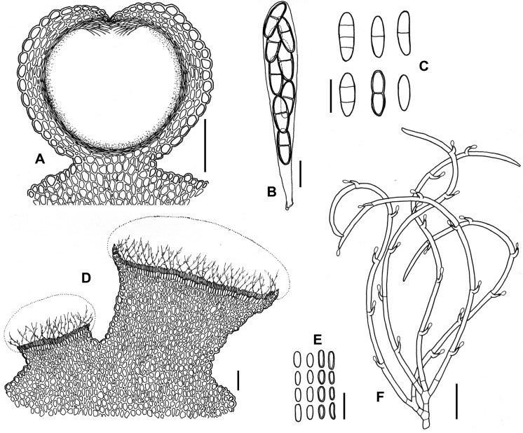 Fig. 51A–F.