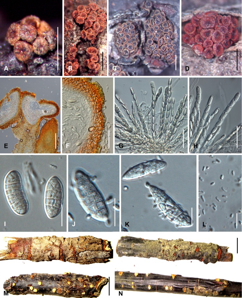 Fig. 90A–N.