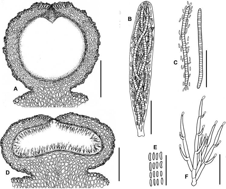 Fig. 141A–F.