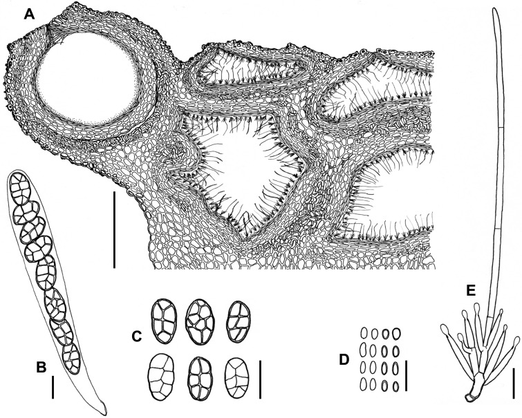 Fig. 85A–E.