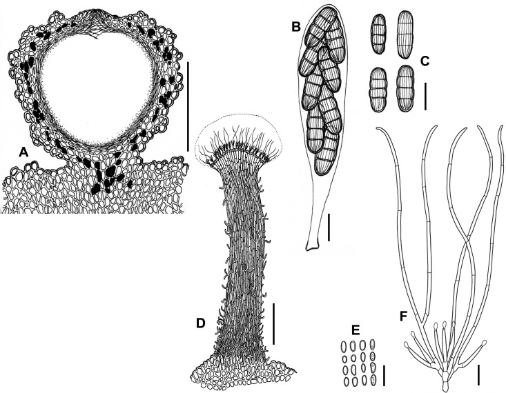 Fig. 41A–F.