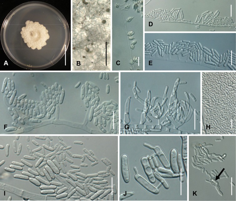 Fig. 15A–K.