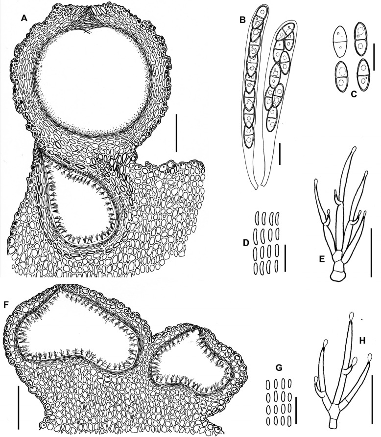 Fig. 136A–H.