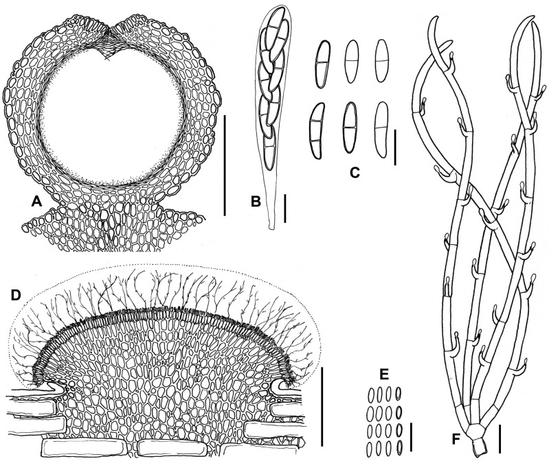 Fig. 34A–F.