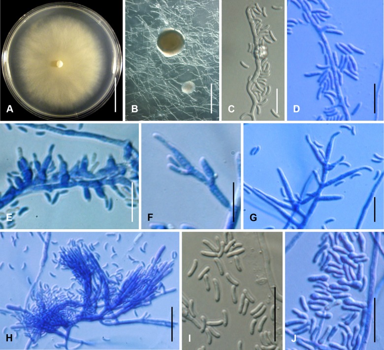 Fig. 126A–J.