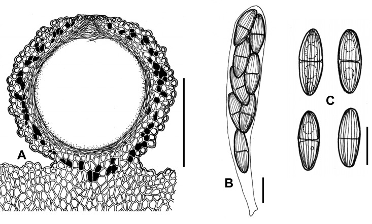 Fig. 29A–C.