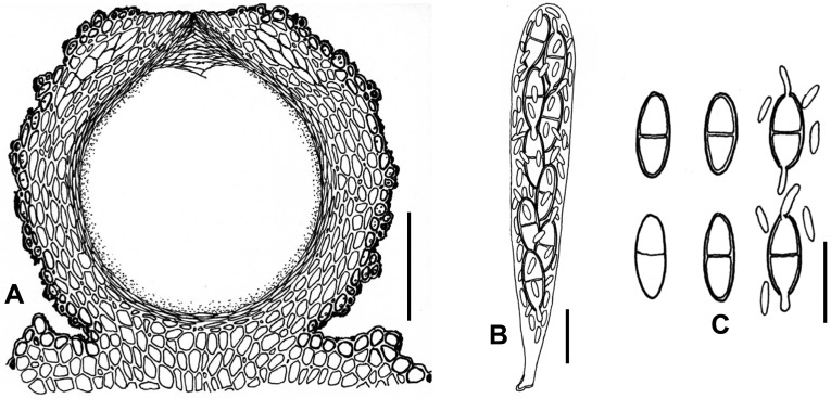 Fig. 79A–C.