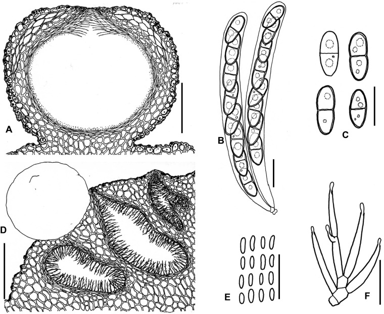 Fig. 107A–F.