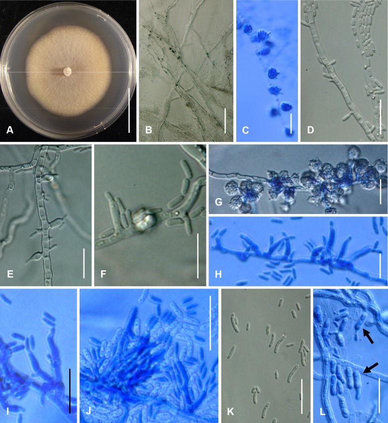 Fig. 121A–L.