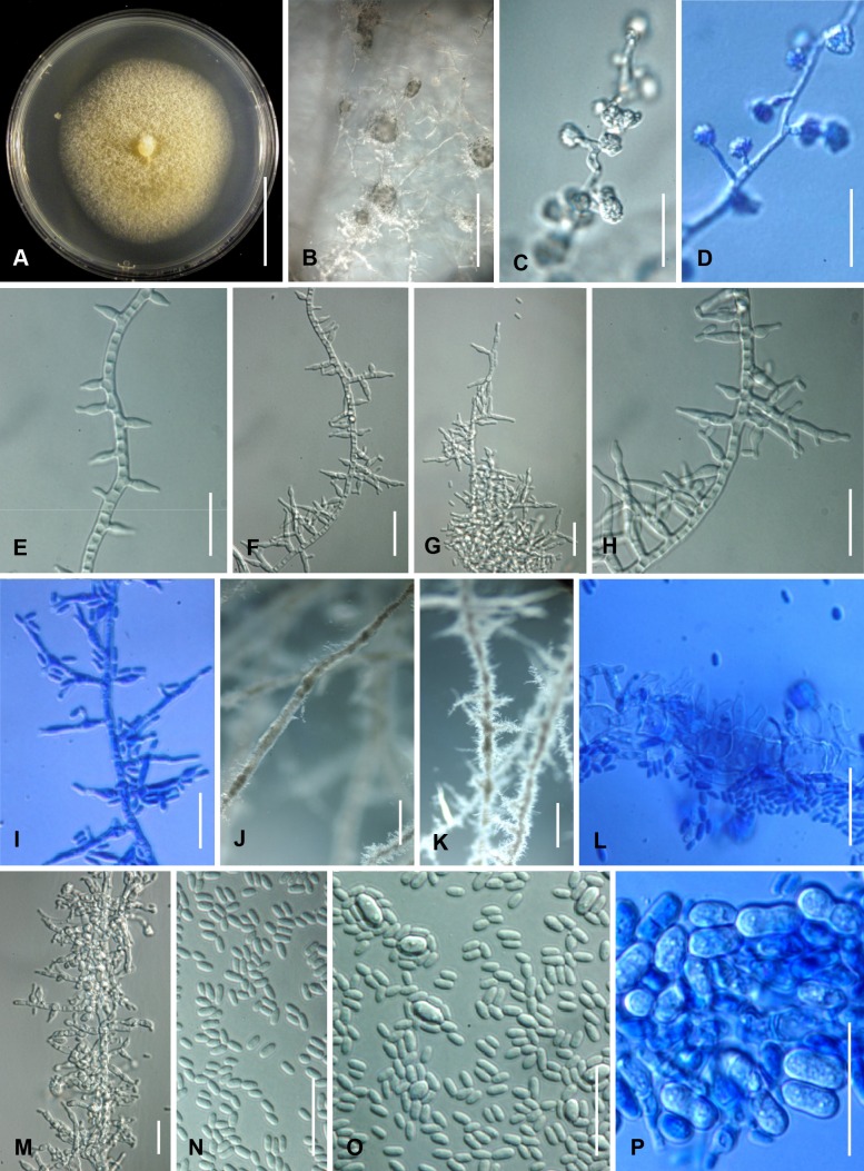 Fig. 6A–P.