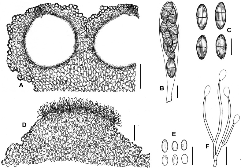 Fig. 74A–F.