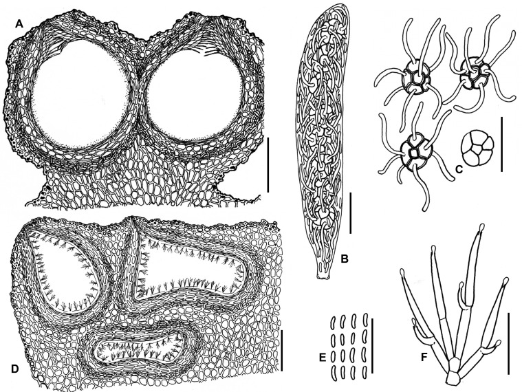 Fig. 139A–F.