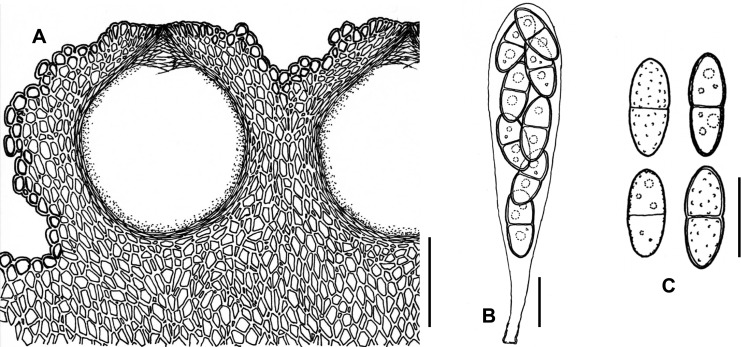 Fig. 46A–C.