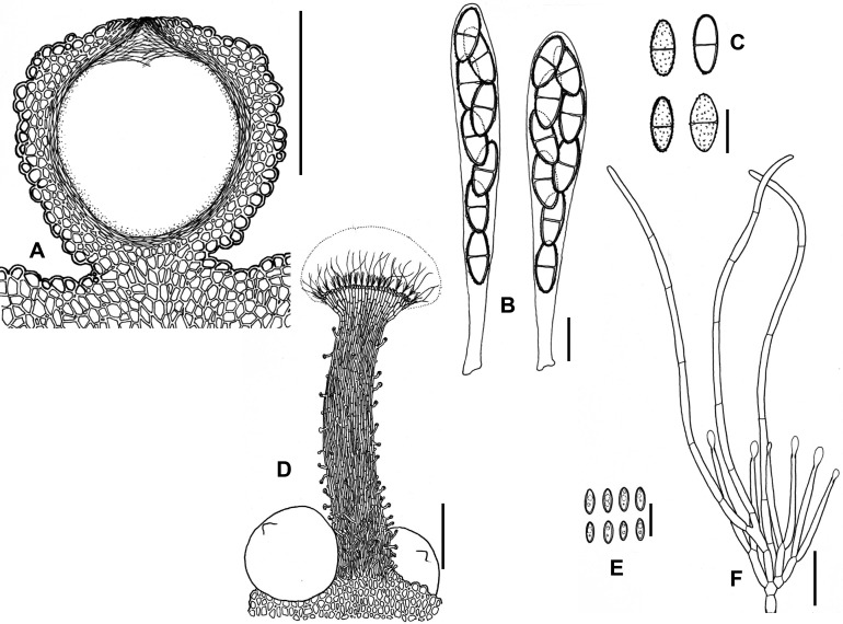 Fig. 19A–F.