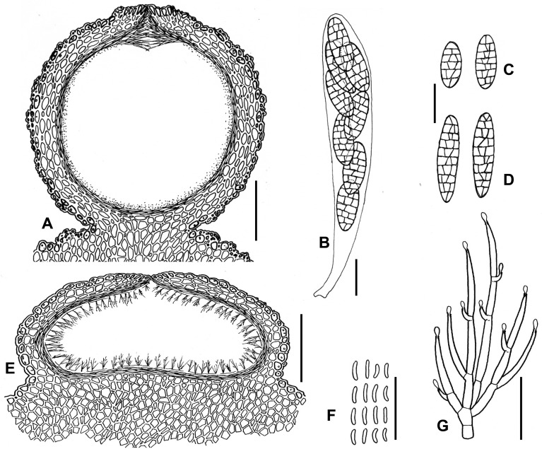 Fig. 115A–G.