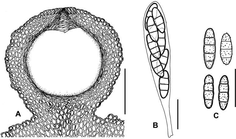 Fig. 56A–C.