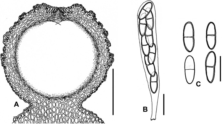 Fig. 134A–C.