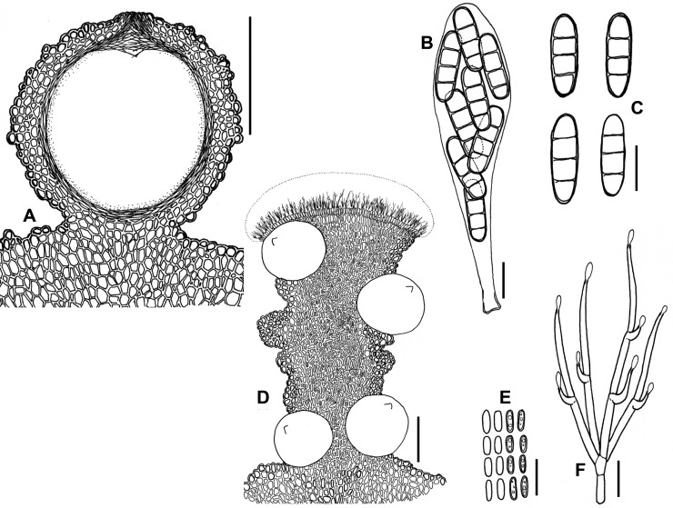 Fig. 27A–F.