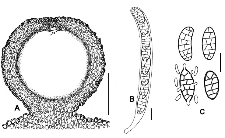 Fig. 91A–C.