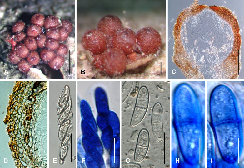 Fig. 62A–I.