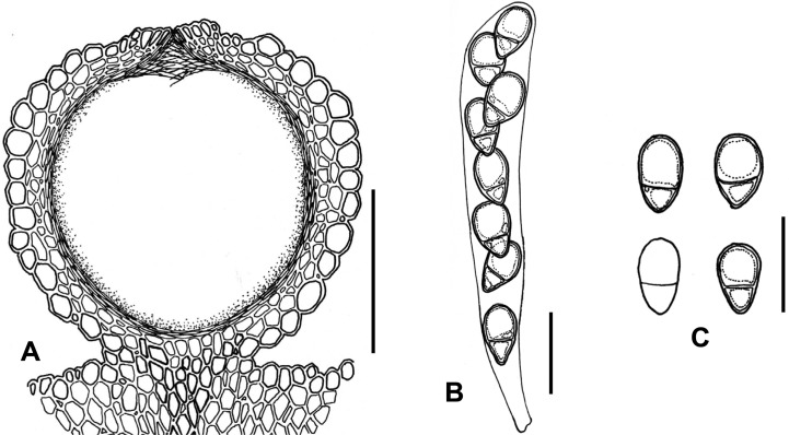 Fig. 72A–C.