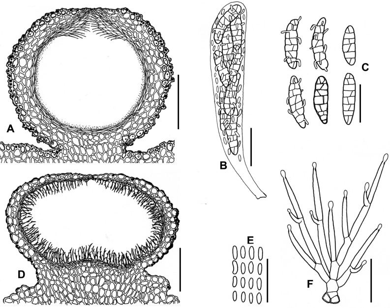 Fig. 88A–F.