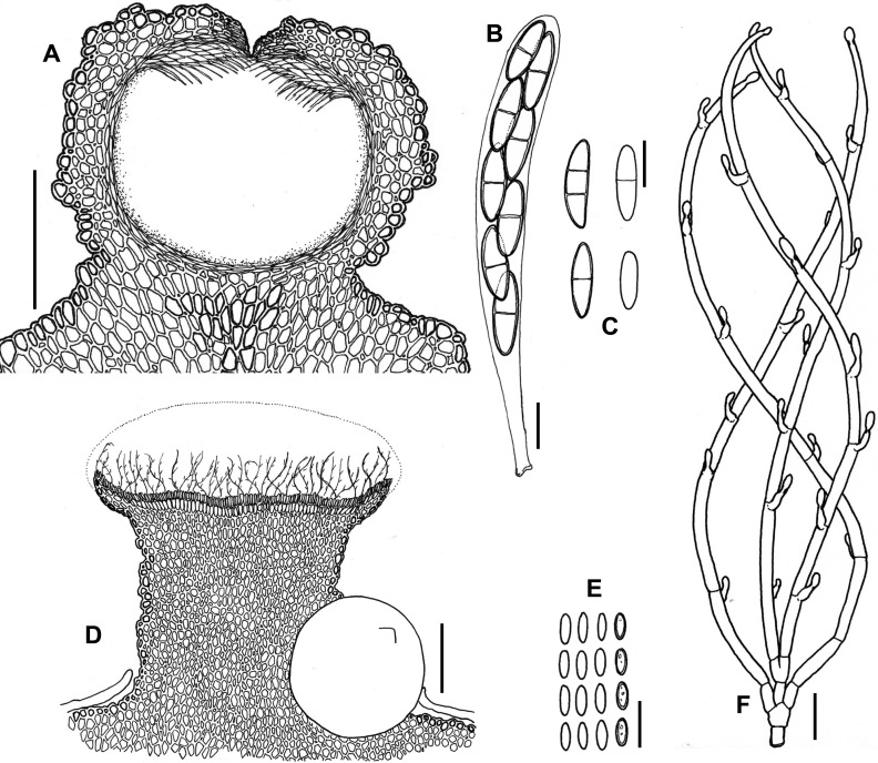 Fig. 31A–F.