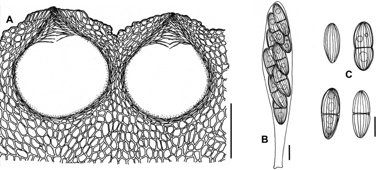 Fig. 21A–C.