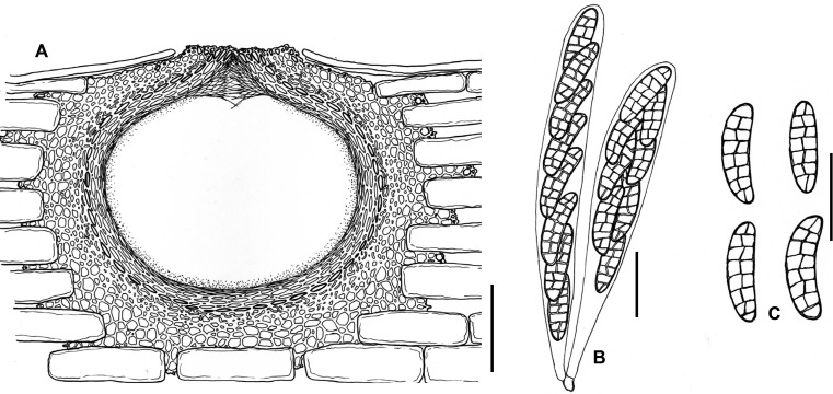 Fig. 147A–C.