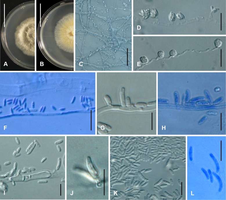 Fig. 132A–L.