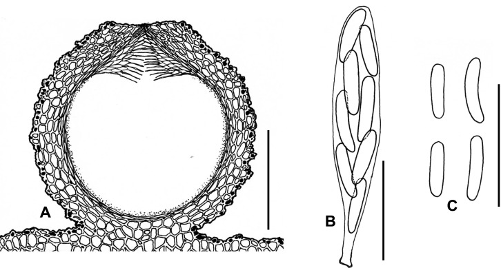 Fig. 5A–C.