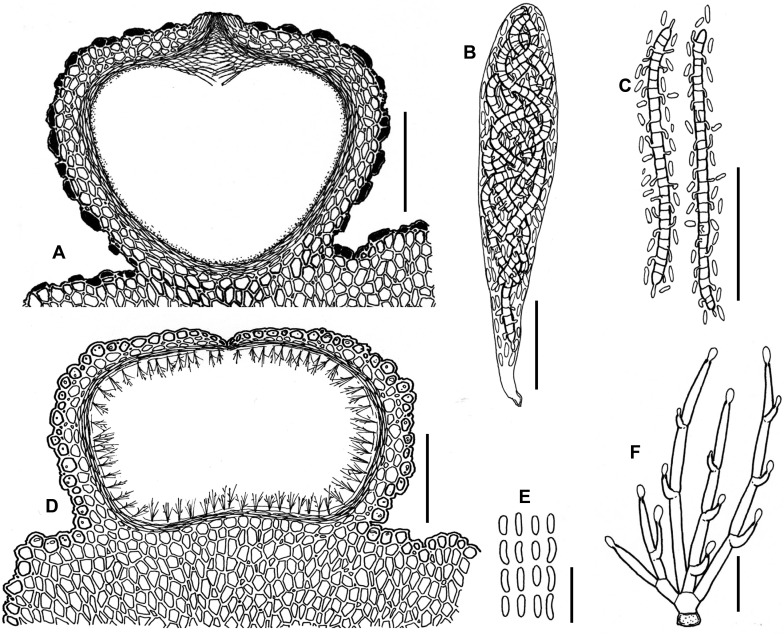 Fig. 131A–F.