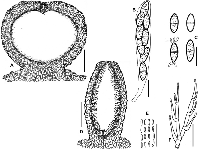 Fig. 117A–F.