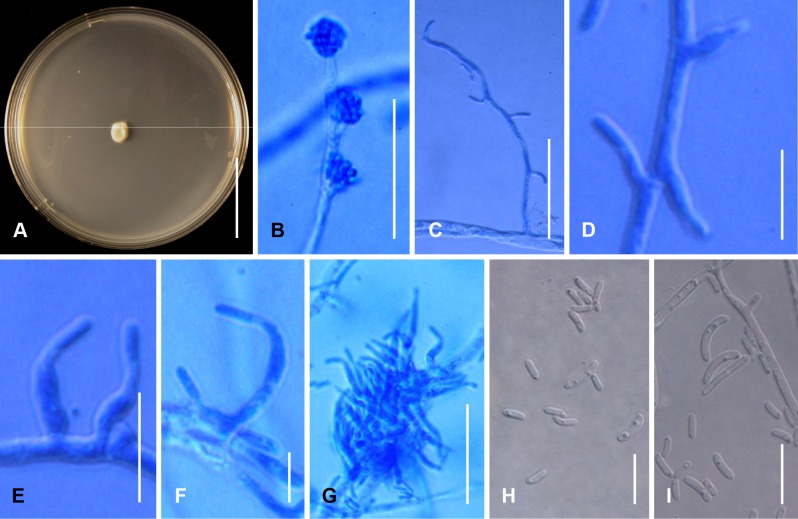 Fig. 95A–I.