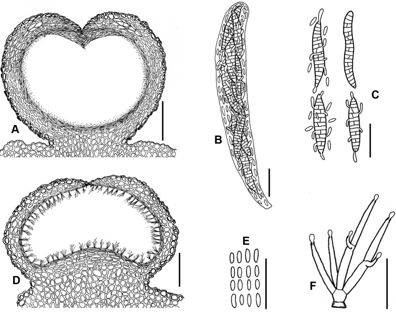 Fig. 94A–F.