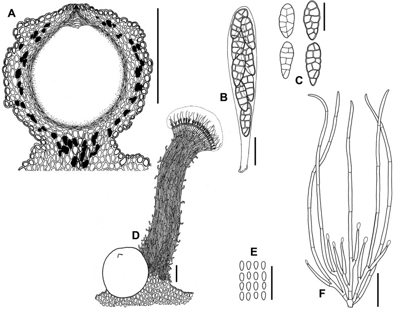 Fig. 60A–F.