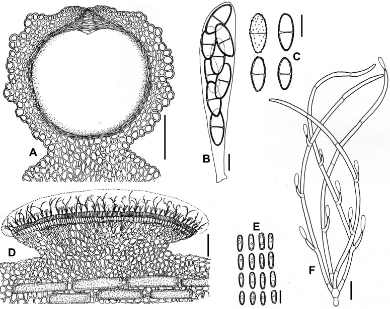 Fig. 37A–F.